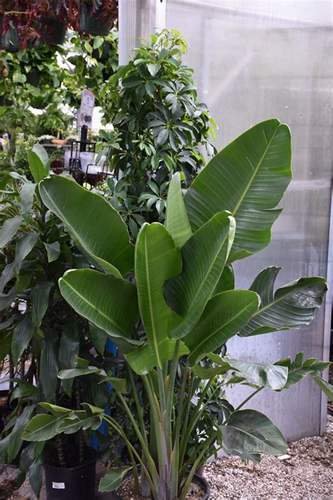 White Bird Of Paradise (Strelitzia nicolai) in Denver Arvada Wheat Ridge Golden Lakewood ...