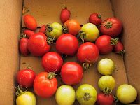 Front Range Food Gardener: Plan now to ripen tomatoes