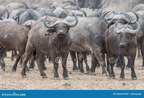 Closeup Shot of an African Cape Buffalo Herd in the Field Stock Photo ...