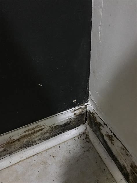 Is this black mold? Having severe leakages and this appearing everywhere. Walls feel extremely ...