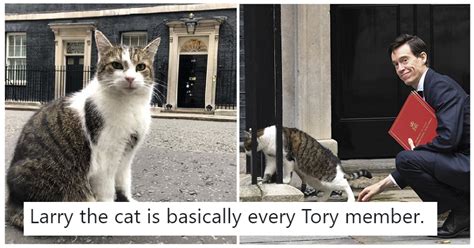 Larry the Downing Street cat turned tail on Rory Stewart - the 8 ...