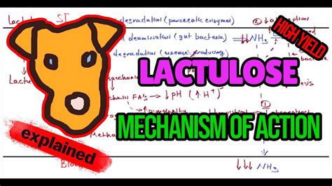 Lactulose Mechanism Of Action