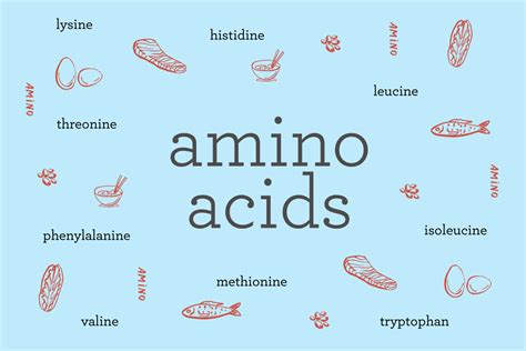 Amino Acids Examples Food