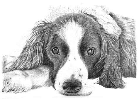 Pencil Drawings of Dog and Puppies from Your Photos for Sale