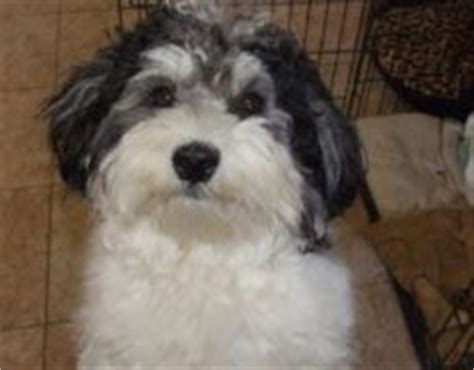 Havachon (Havanese-Bichon Frise Mix) Info, Temperament, Pictures