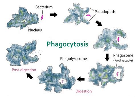 Structure of unicellular organism Amoeba and its life cycle