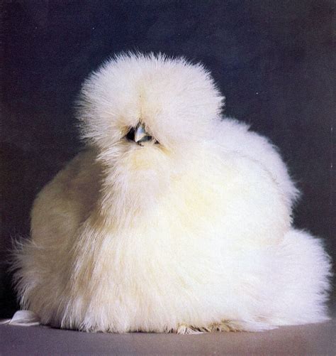 White Silkie Bantam Chickens for Sale | Cackle Hatchery