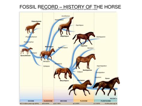 PPT - Evidence of Evolution PowerPoint Presentation, free download - ID ...