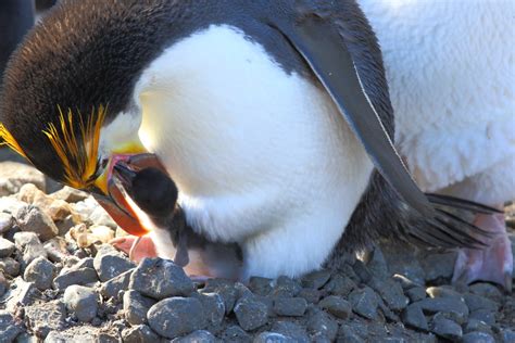 Penguins in Australia | Royal Baby Feeding