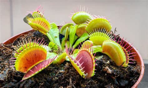 Venus Flytrap Seeds: Grow Your Own Carnivorous Plant! - A-Z Animals