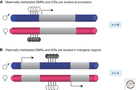 Mammalian Genomic Imprinting