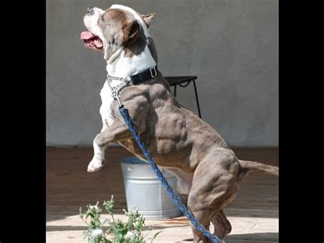 ENTRENAMIENTO DE PERRO "PITBULL" - YouTube