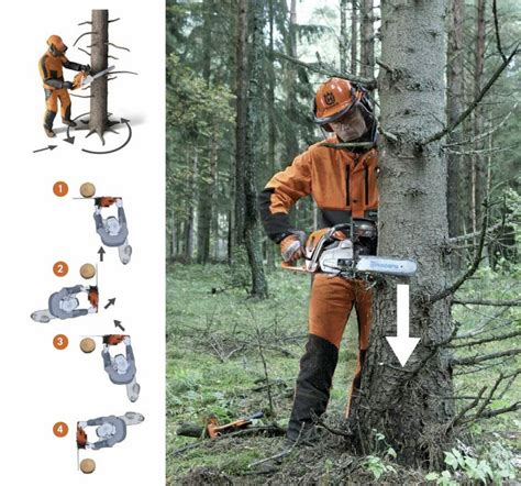 How to prepare for felling a tree - Husqvarna Chainsaw Academy