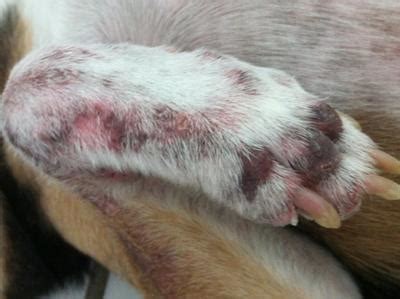 Fungus on dogs paws