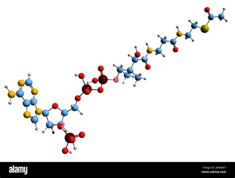 3D image of Acetyl-CoA skeletal formula - molecular chemical structure of acetyl coenzyme A ...