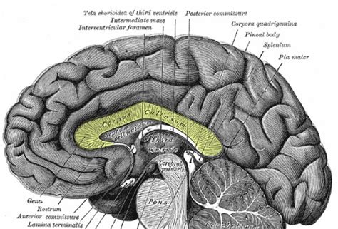 What Is the Corpus Callosum and Its Function in the Brain? | Corpus ...