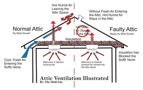 Attic Mold Removal Toronto | Mold Removal Hamilton