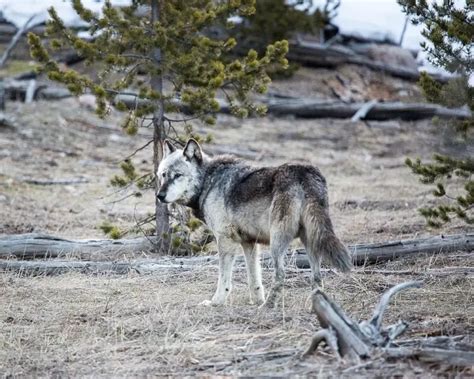 Northwestern Wolf | Mammals Wiki | Fandom