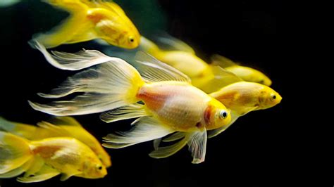 goldfish - Sunbeam Aquarium Singapore