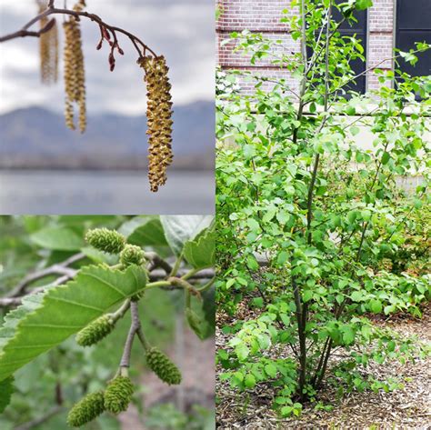 Seeds for Planting Alnus Incana Tenuifolia Seeds Mountain | Etsy in 2022 | Plants, Seeds ...