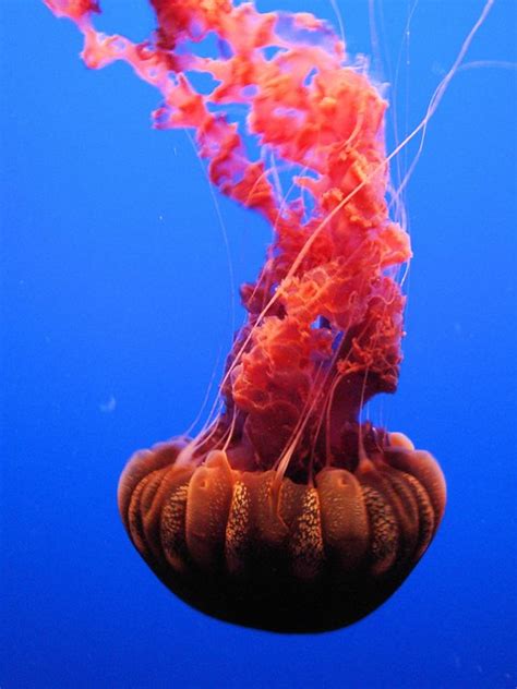 DSC26401, Black Sea Nettle ("Chrysaora Achlyos"), Monterey Bay Aquarium ...