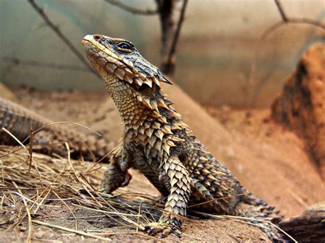 Giant girdled lizard - smaug giganteus | Reptiles pet, Cute reptiles ...