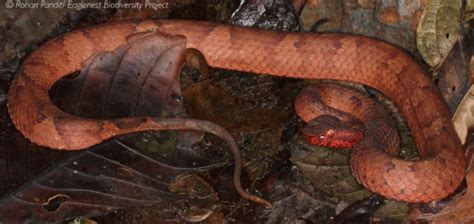 A new species of venomous pit viper from Arunachal