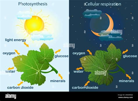 Photosynthesis diagram. Process of plant produce oxygen. Photosynthesis ...