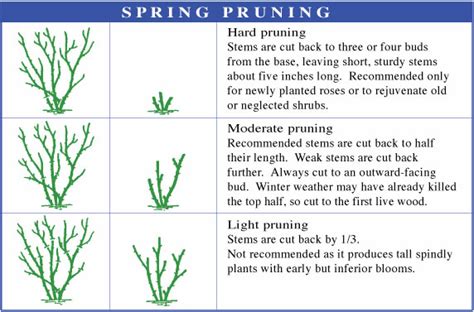 Spring Rose Pruning