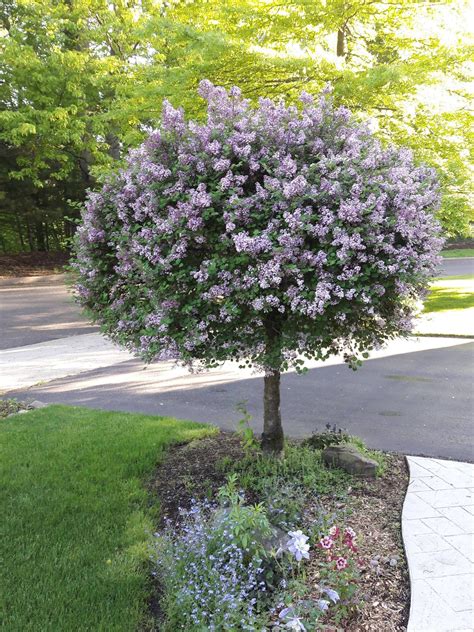 My Korean lilac tree is finally in bloom! #gardening #garden #DIY #home #flowers #roses #nature ...