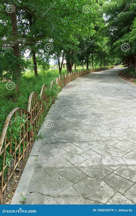 Road to the forest stock image. Image of traditional - 100036979