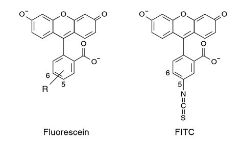 FITC Labeling Service - Antibody Conjugation - BiologicsCorp