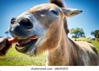 Horse Eating Carrot Photos and Images | Shutterstock