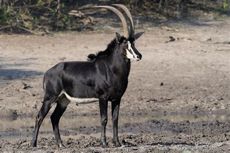 sable antelope at kruger park | Nature animals, Majestic animals, Rare ...