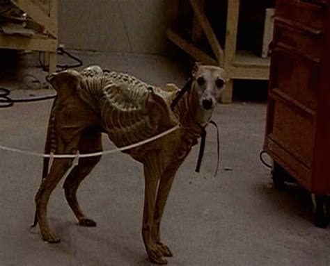 Xeno Pooch: Remembering the Time Alien 3 Tried to Use a REAL Dog in a ...