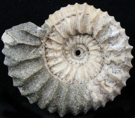 1.5" Pavlovia Ammonite Fossil - Siberia (#29705) For Sale - FossilEra.com