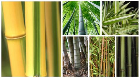 Bamboo genus and species - Bambu Batu