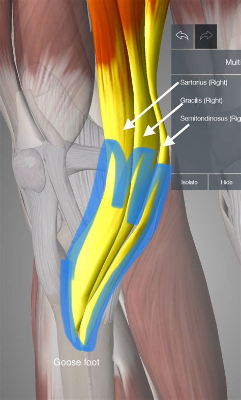 Pes Anserinus Bursitis: I’d Tape That! - Learn 2 Tape