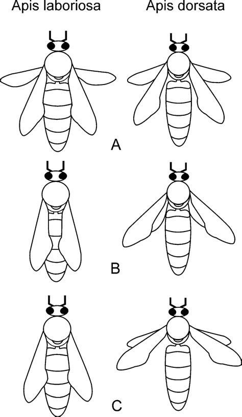 Dorsal view of the position of wings during particular stages of... | Download Scientific Diagram