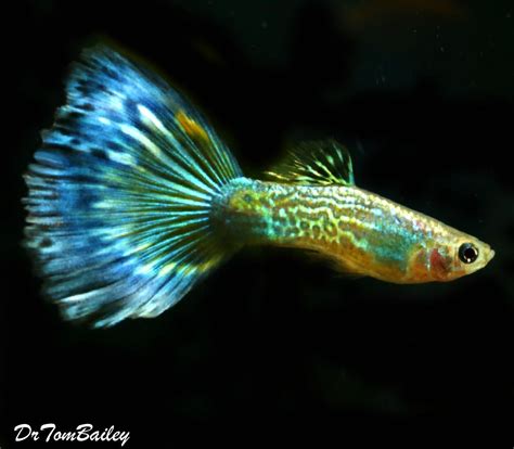 Premium MALE Blue Cobra Fancy Guppy