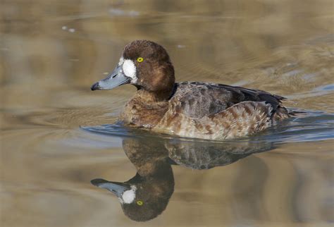 GreaterScaupp