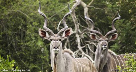 5 Fabulous Facts of the Greater Kudu (Tragelaphus Strepsiceros ...