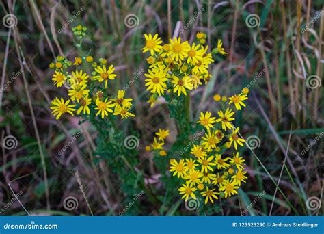 Poisonous Senecio jacobaea stock photo. Image of closeup - 123523290