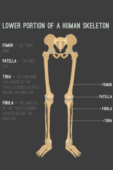 LOWER LIMB | Lower limb, Body bones, Lower extremity