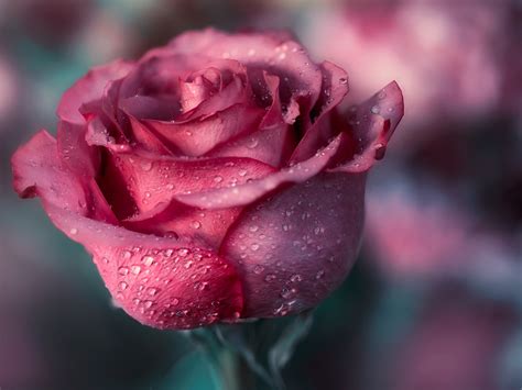 Download Wallpaper 1600x1200 Pink rose macro photography, water drops, flower HD Background