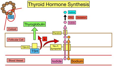 Thyroid Hormone Synthesis Pathway: Step-By-Step Flow Chart — EZmed