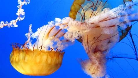 Jellyfish Sting Under The Microscope In Slow Motion | IFLScience