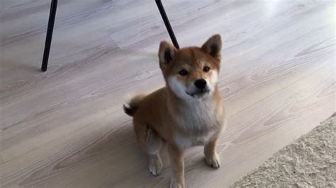 Cute baby shiba inu 3 tricks - YouTube