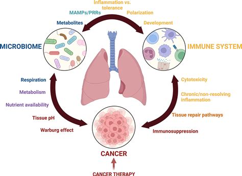 Frontiers | The lung, the niche, and the microbe: Exploring the lung microbiome in cancer and ...