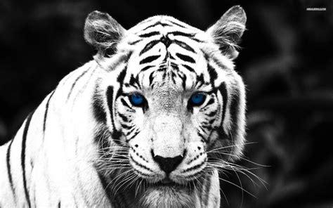 HD Blue Eyed Tiger Wallpaper | Download Free - 114783